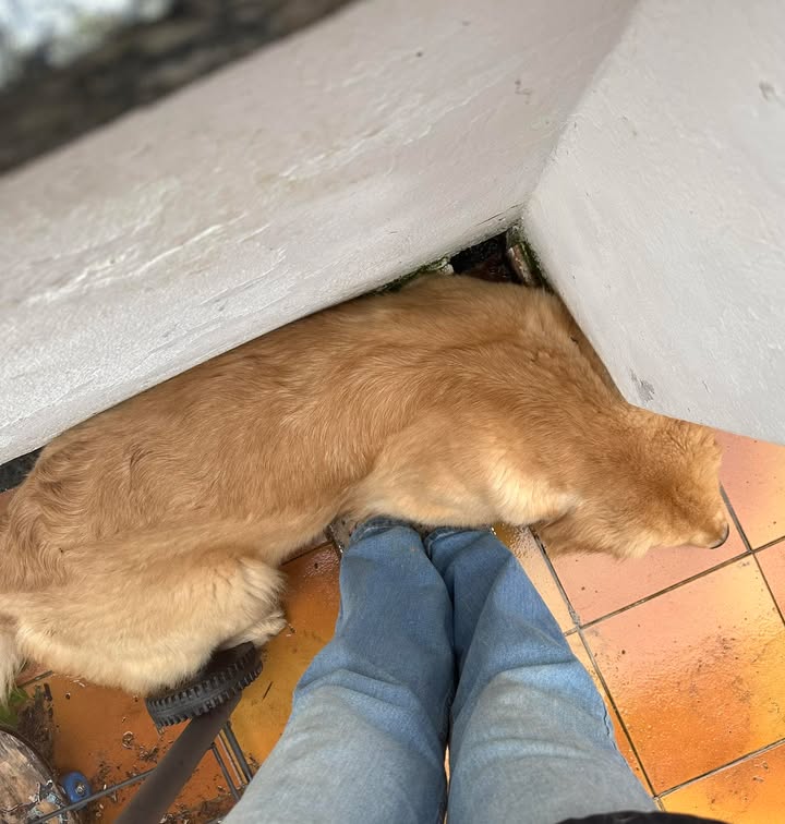 Molte volte mi viene chiesto di quanto spazio ha bisogno un Golden!