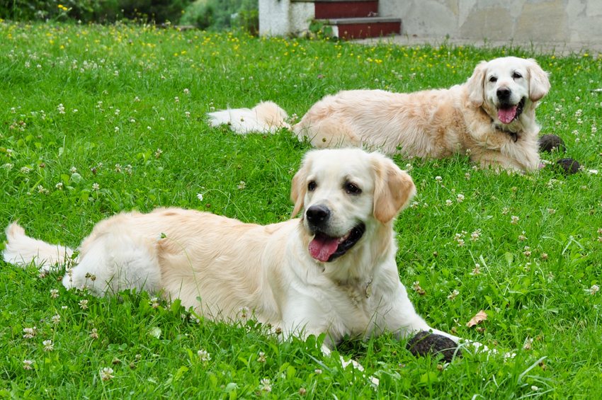 Cokè e Pepsi, i primi Golden di Truelovedogs, in giardino