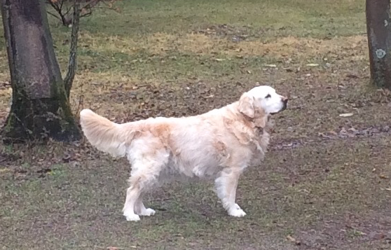 Cokè, il patriarca di Truelovedogs