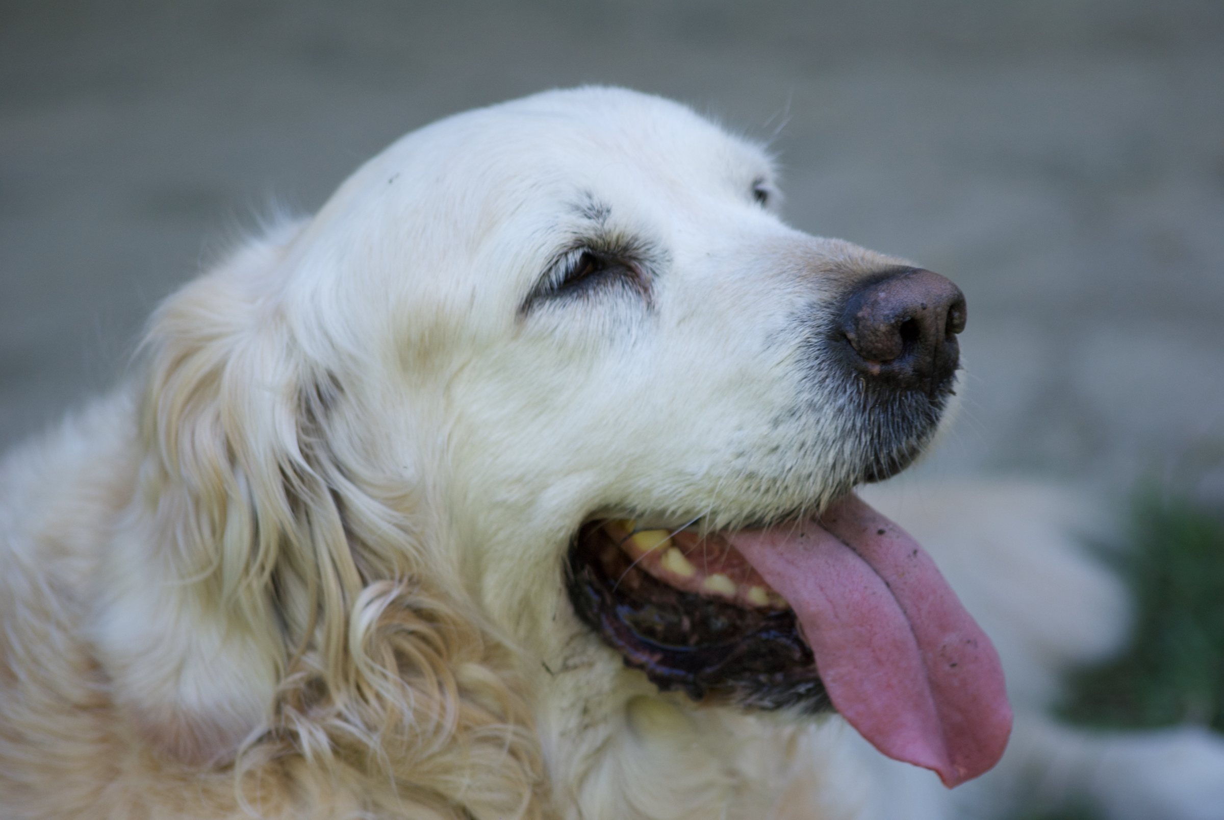Primo piano di un Golden Retriever