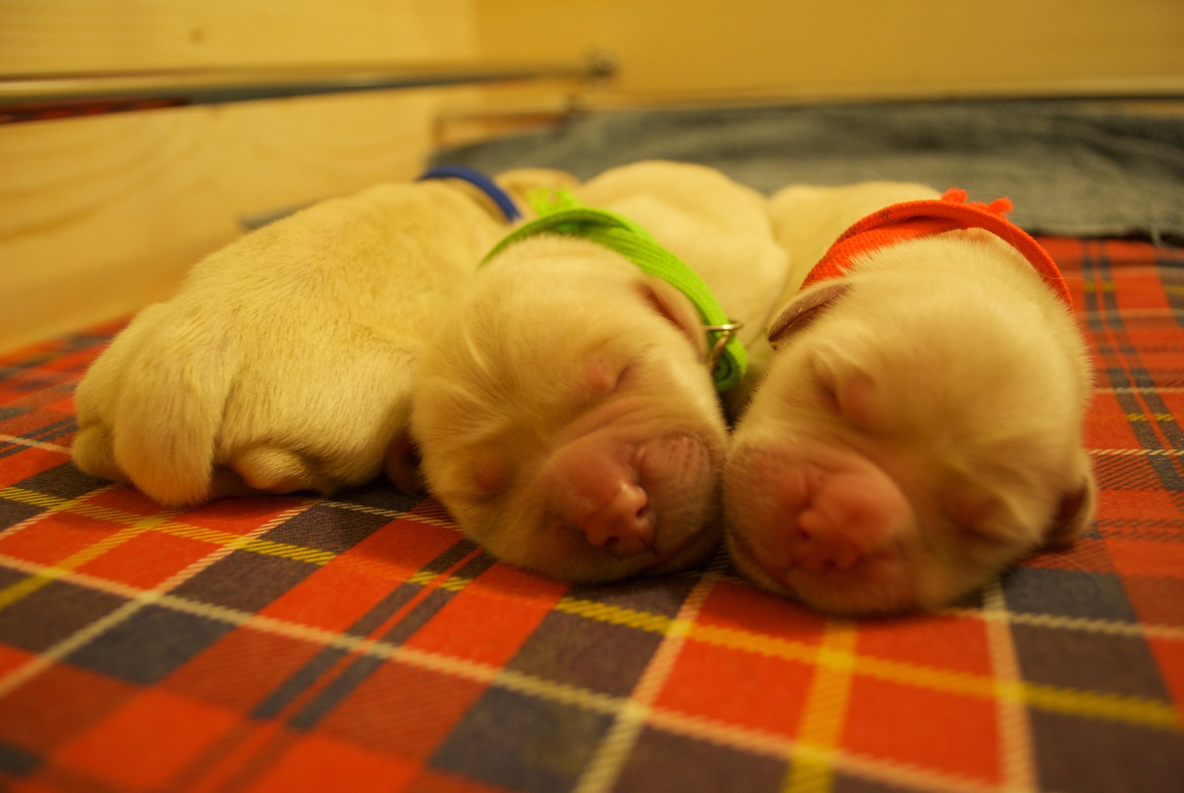 Cuccioli appena nati della prima cucciolata