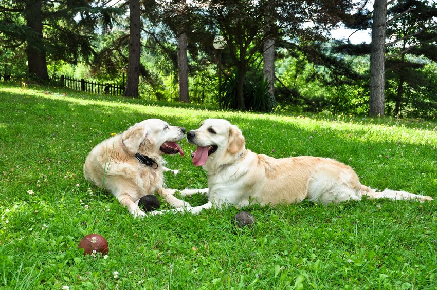 Due Golden Retriever sdraiati sul prato della pensione