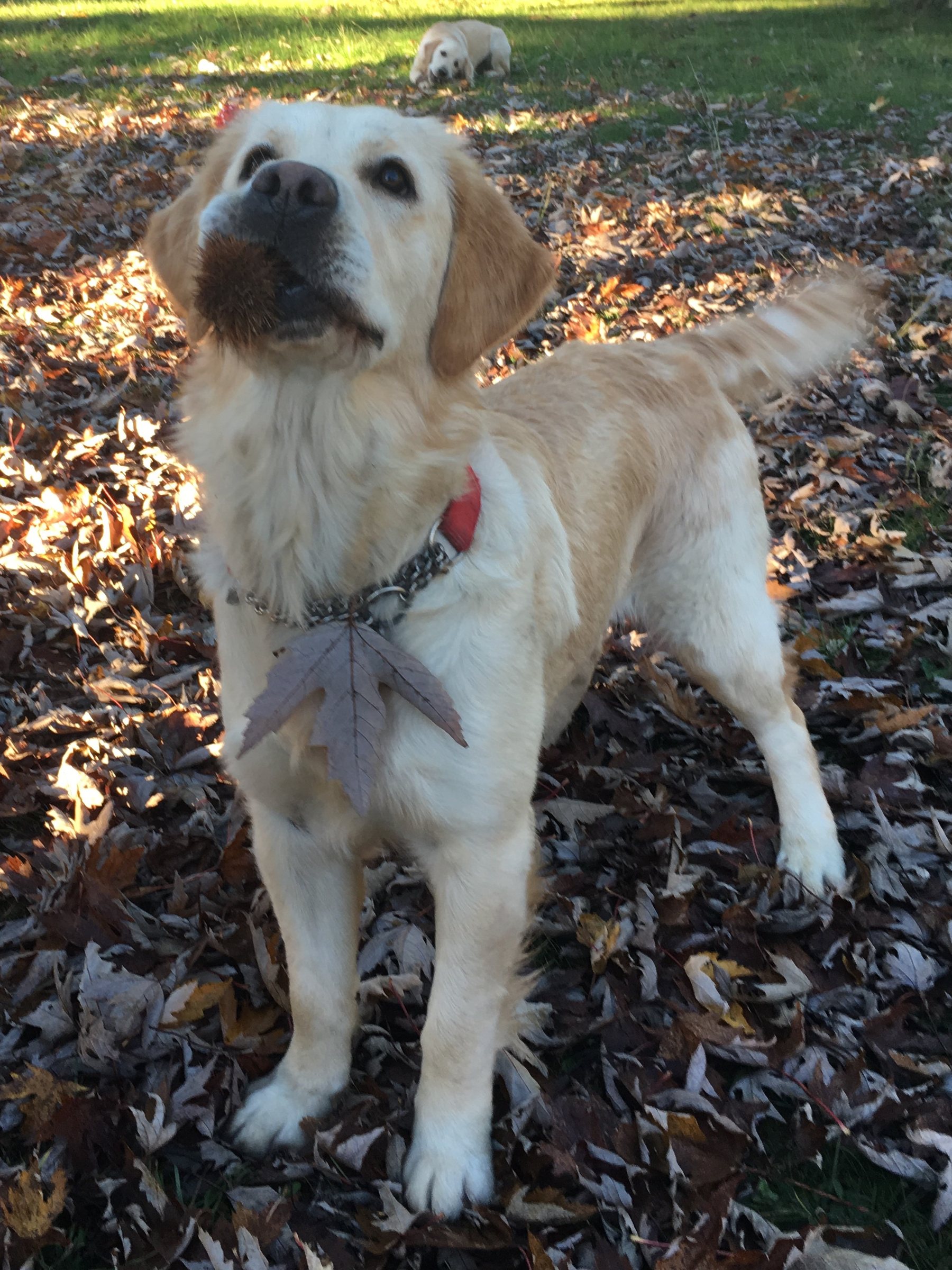Dakota, Golden Retriever femmina