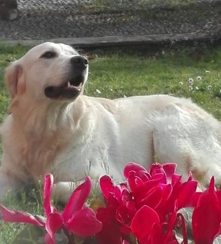 Ginger, Golden Retriever femmina
