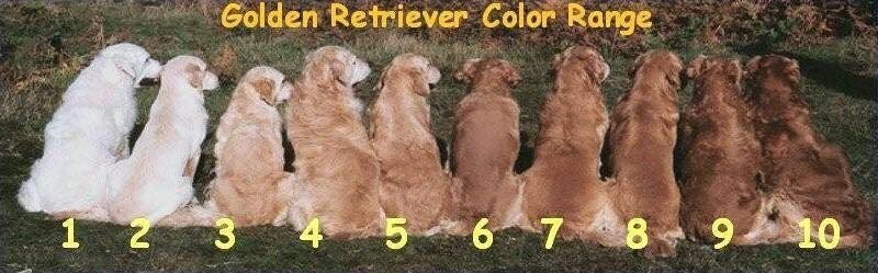 Le sfumature di colore ammesse nel Golden Retriever
