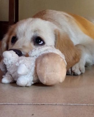 Zoe, Golden Retriever femmina