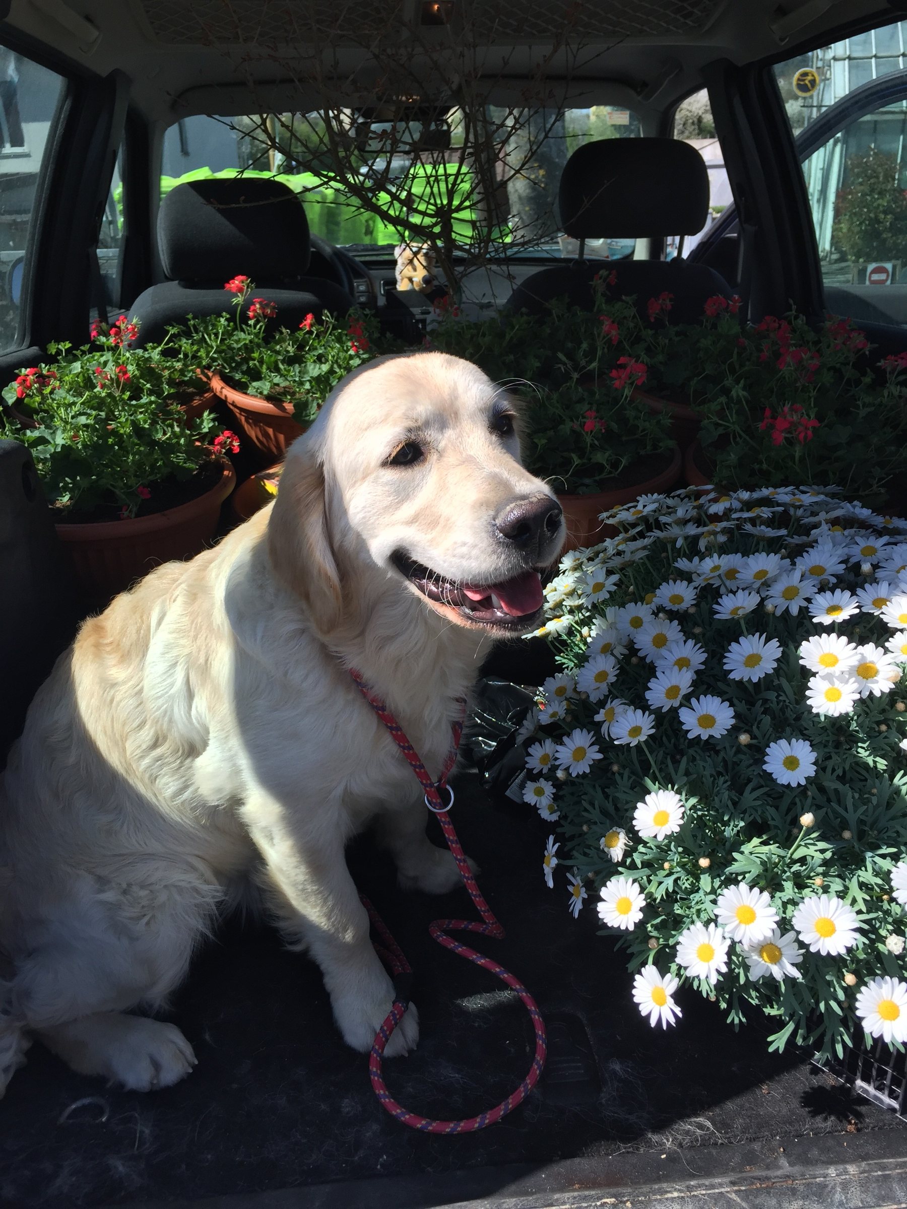 Beck’s, Golden Retriever femmina