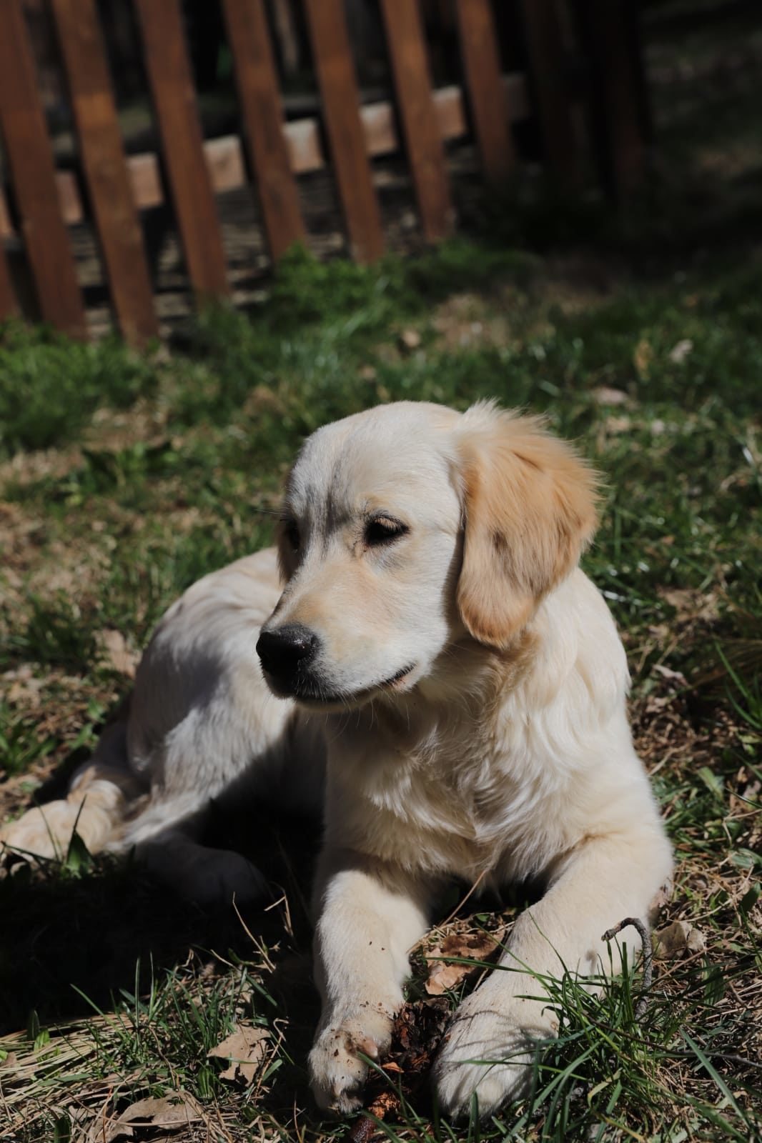 Apple, Golden Retriever femmina