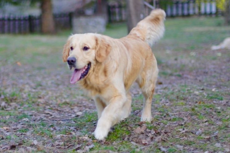 Sueño, Golden Retriever maschio