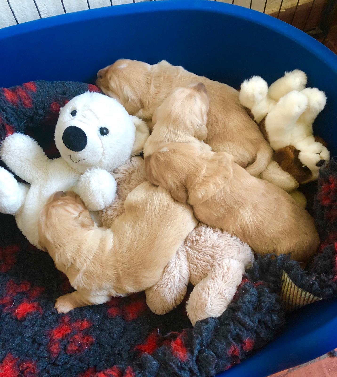 Cuccioli di Golden Retriever con un peluche