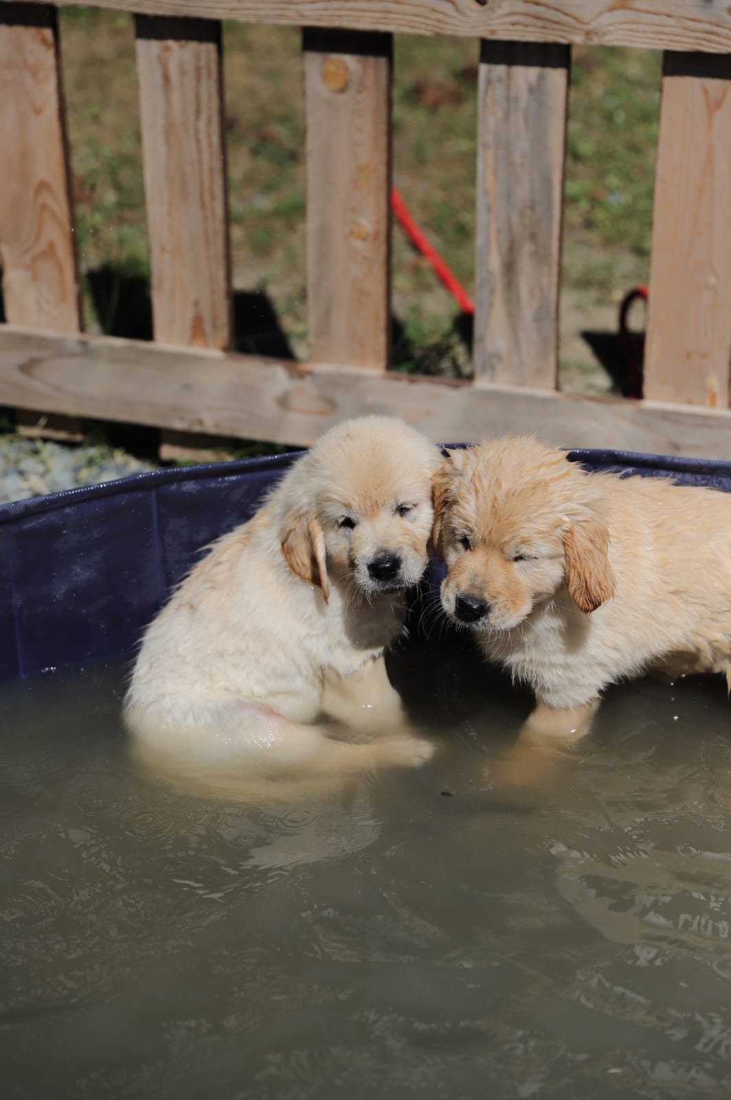 Due cuccioli di Golden Retriever fanno il bagno