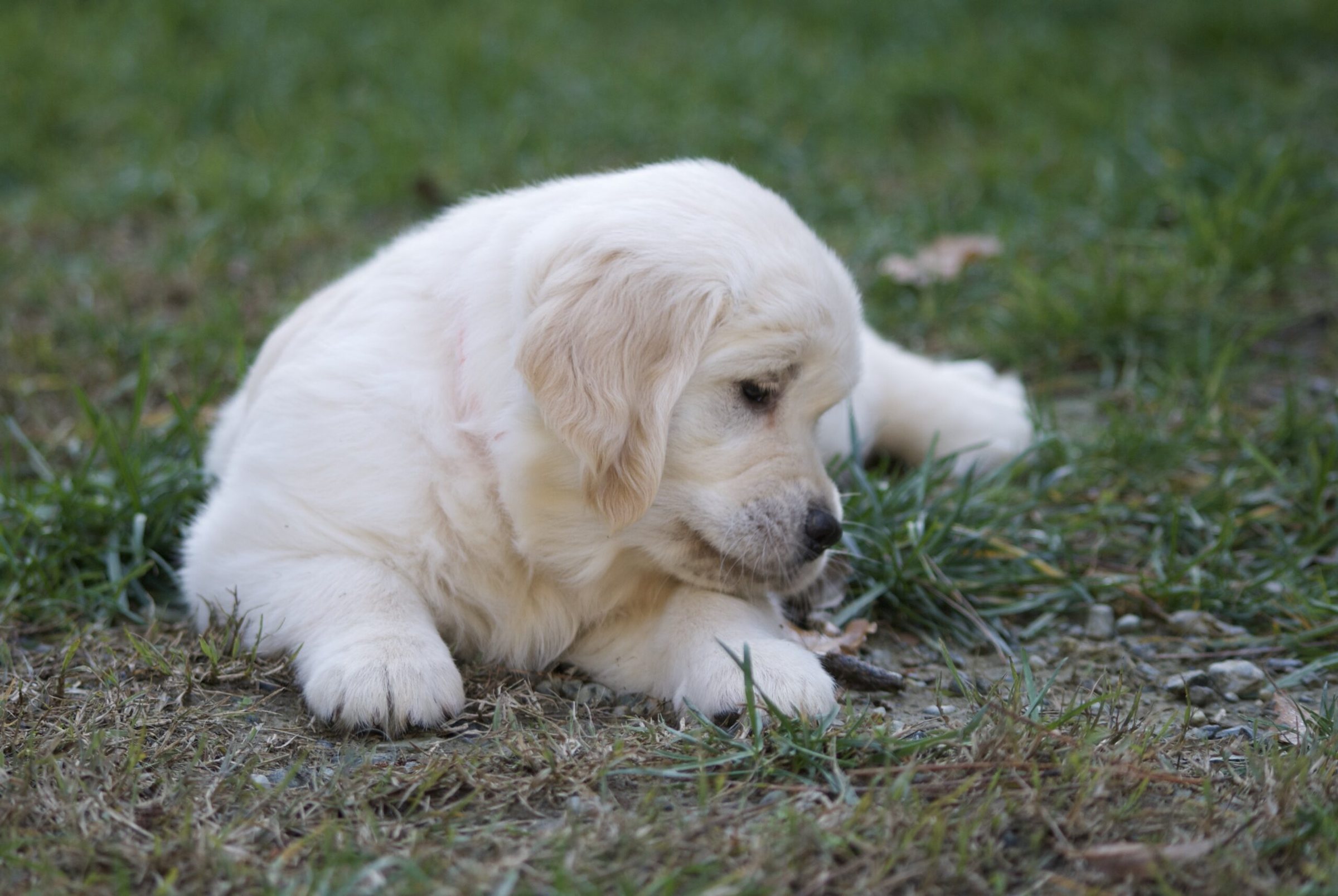 Cucciolo di Golden Retriever sul prato