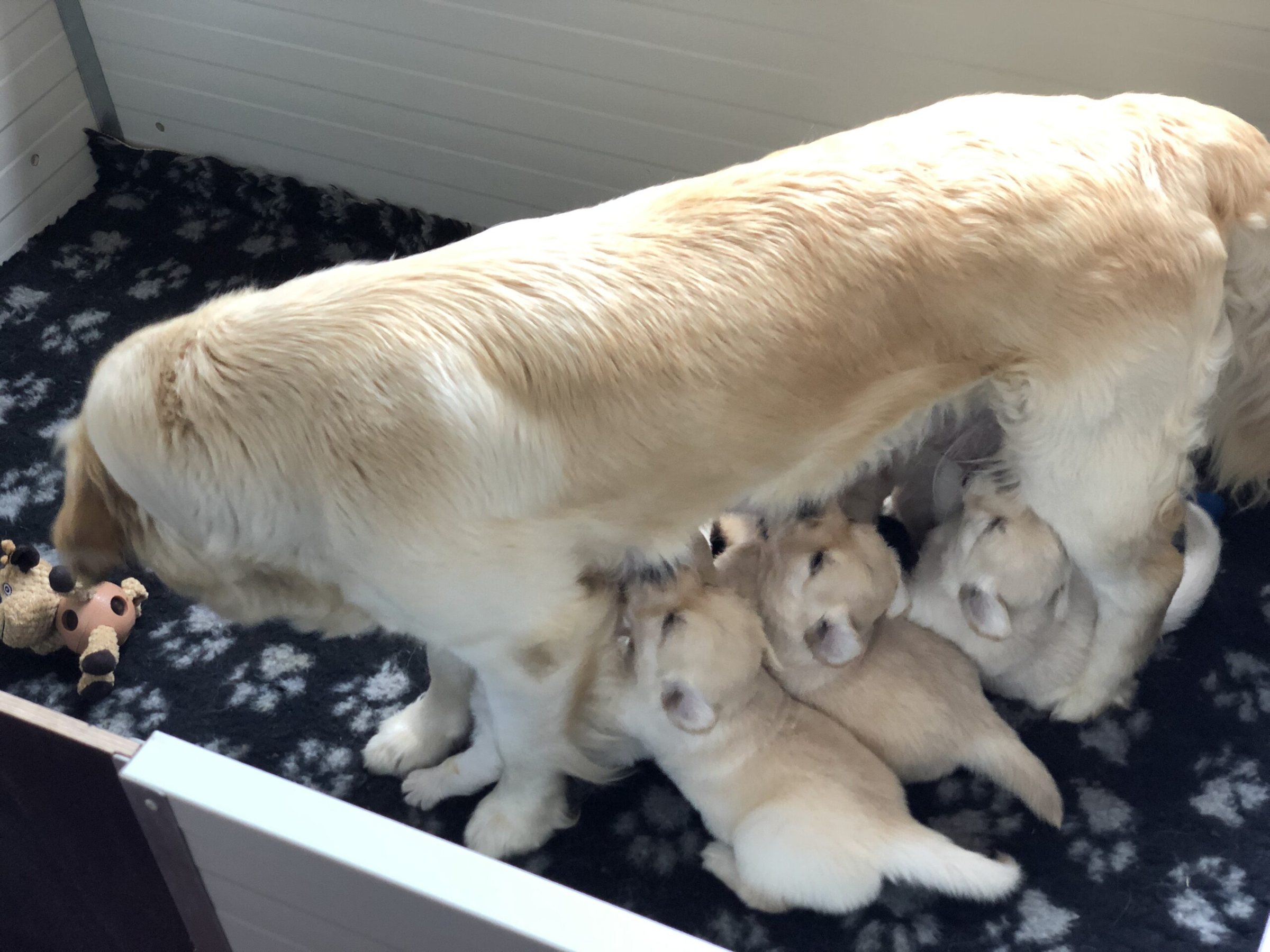 Mamma Golden Retriever che allatta i cuccioli