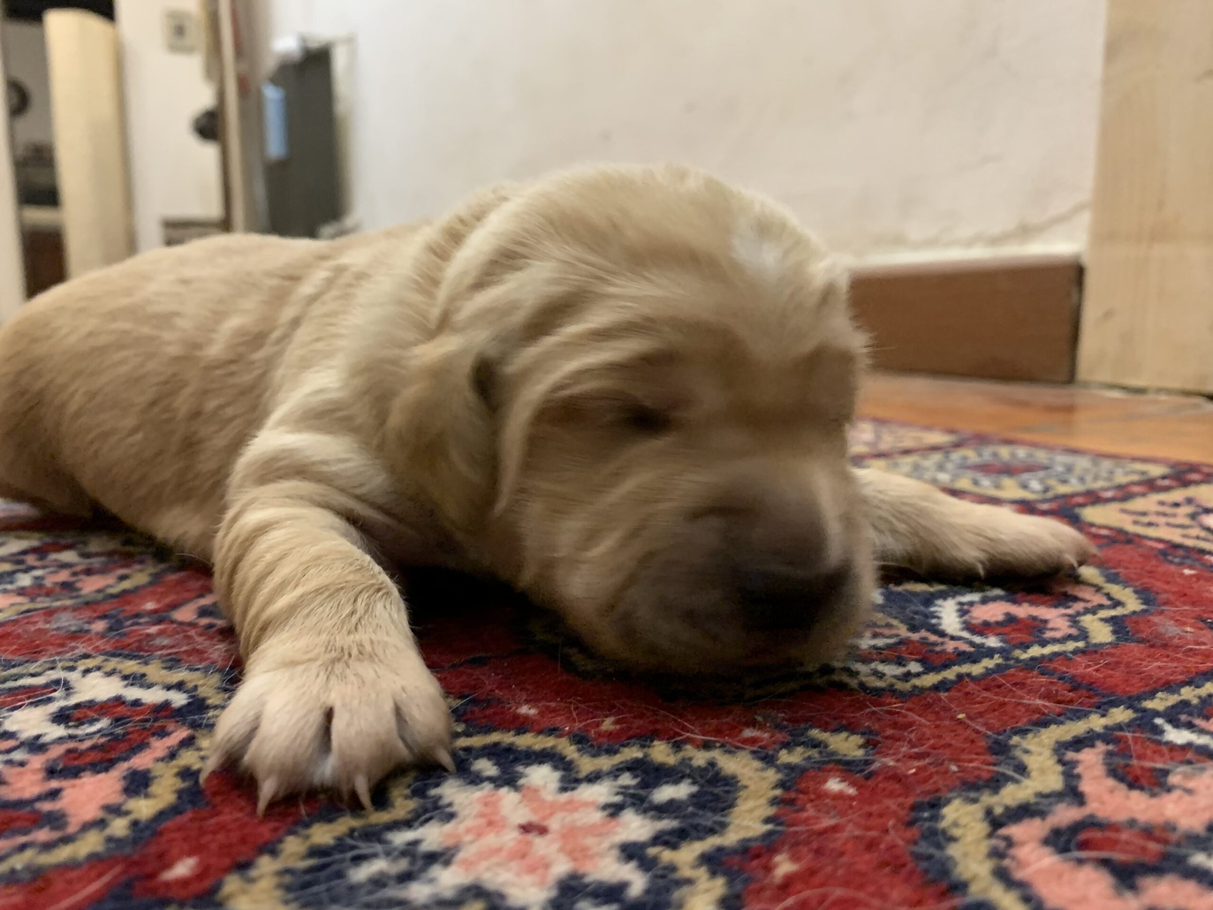 Cucciolo di Golden Retriever addormentato