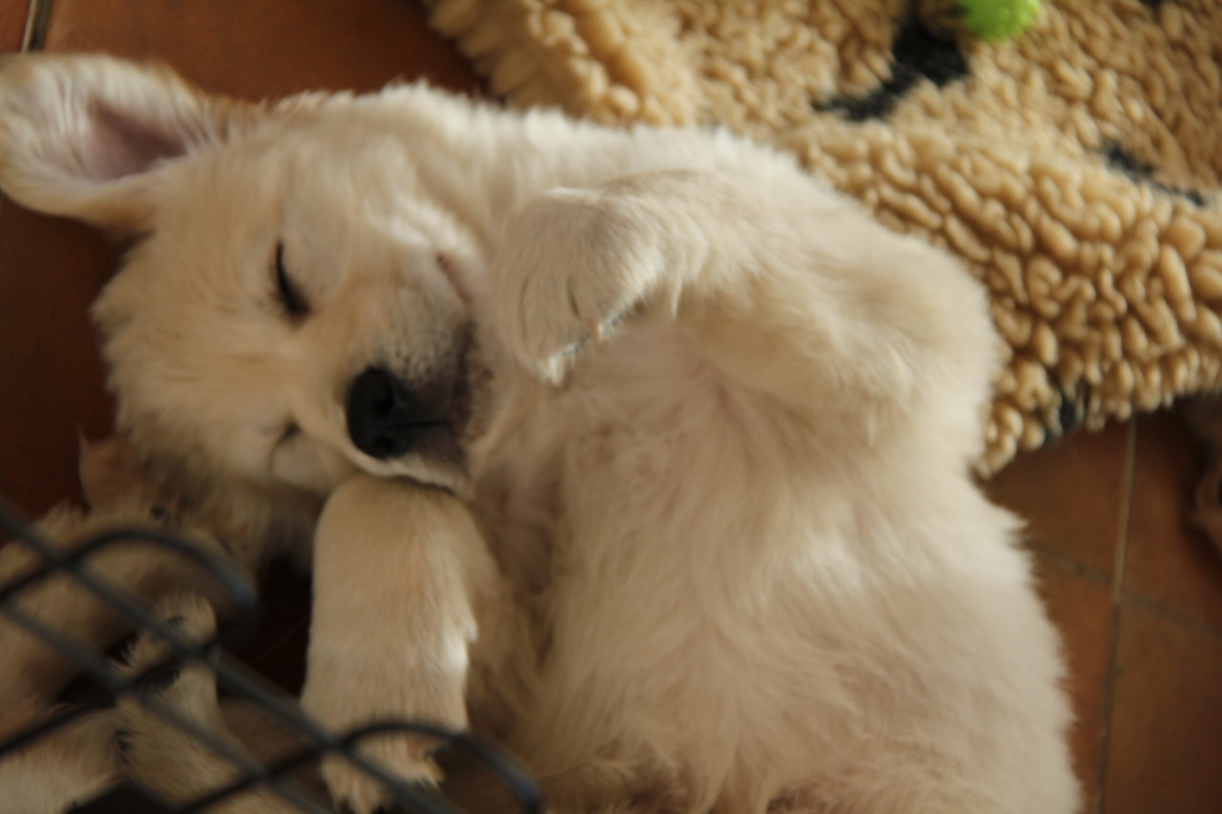 Cucciolo di Golden Retriever addormentato