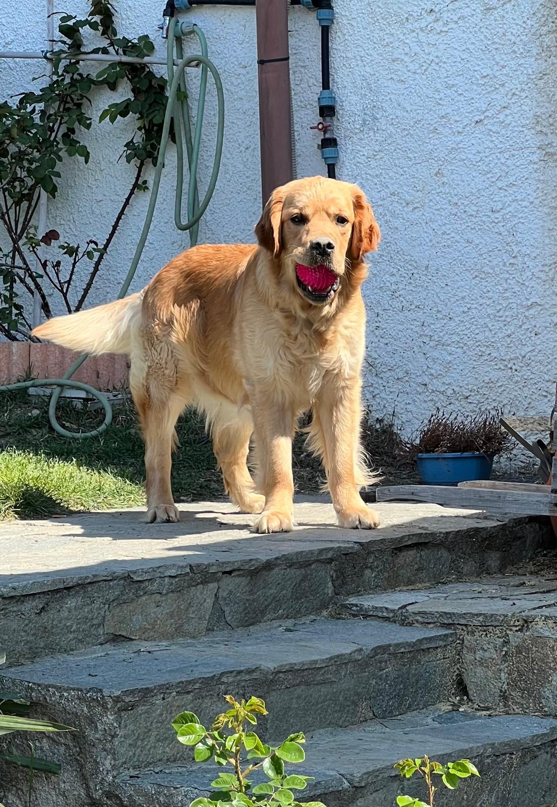Sophie, Golden Retriever di linea inglese