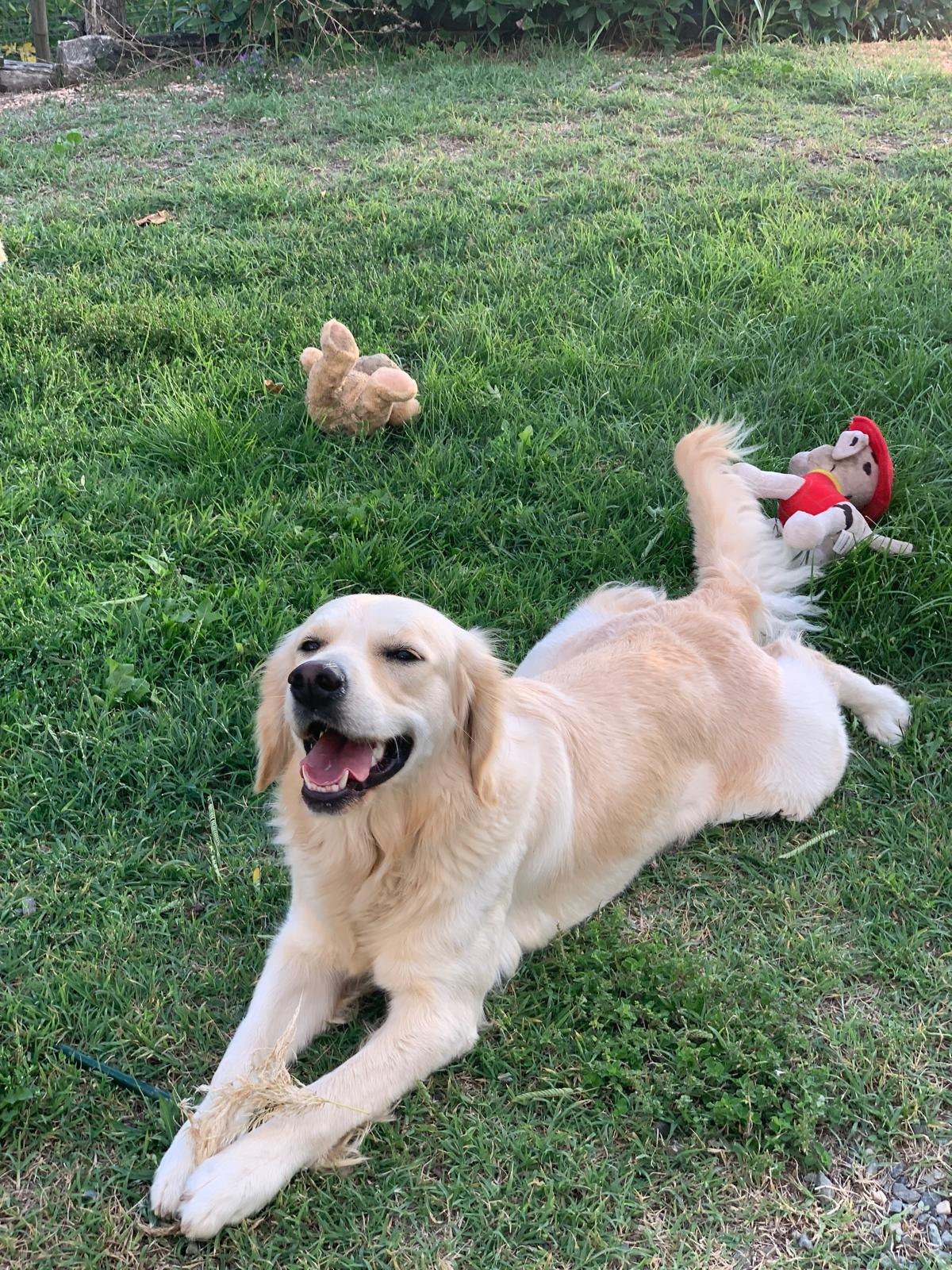 Stella, Golden Retriever di linea inglese