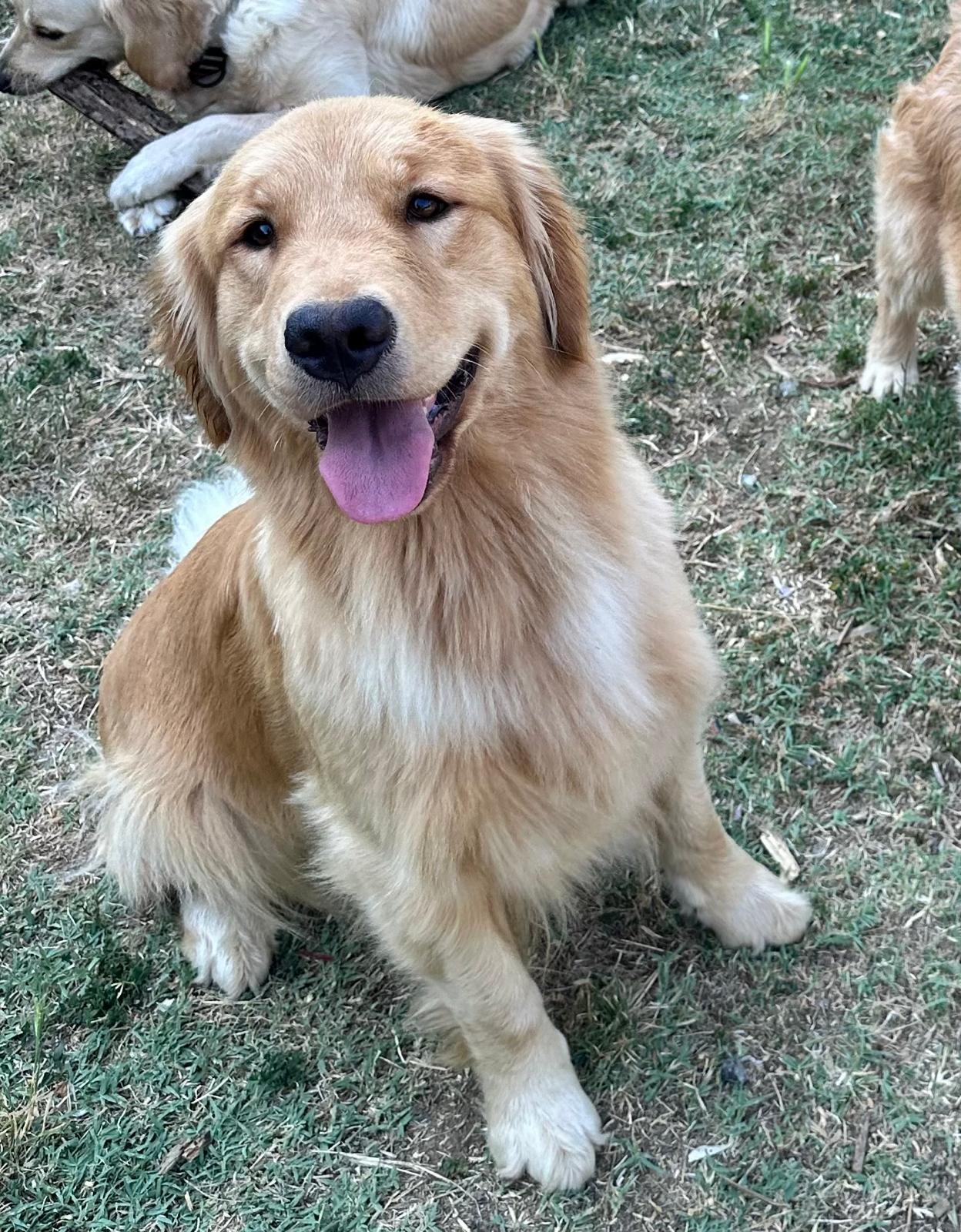 Viola, Golden Retriever americano